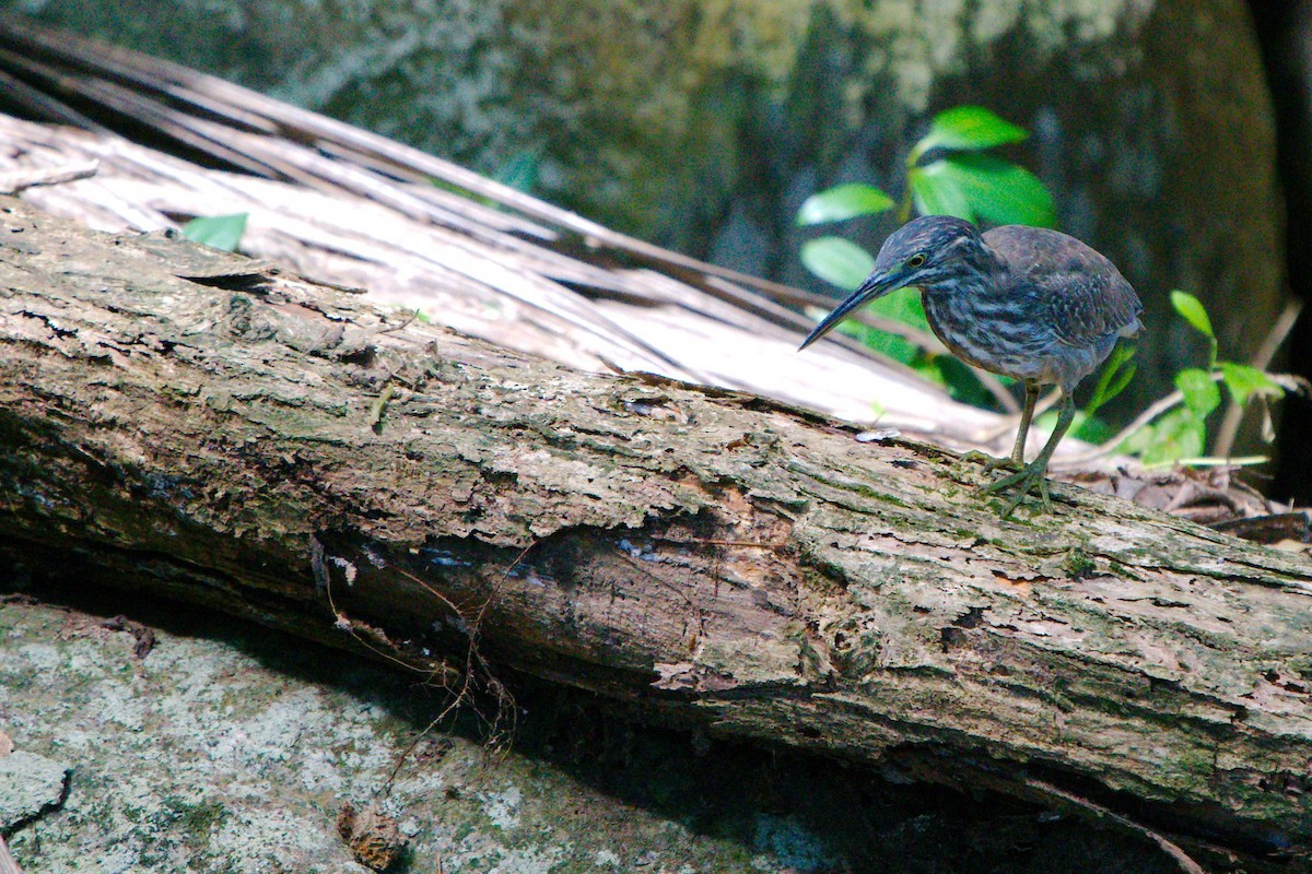 Striated Heron - ML344817241