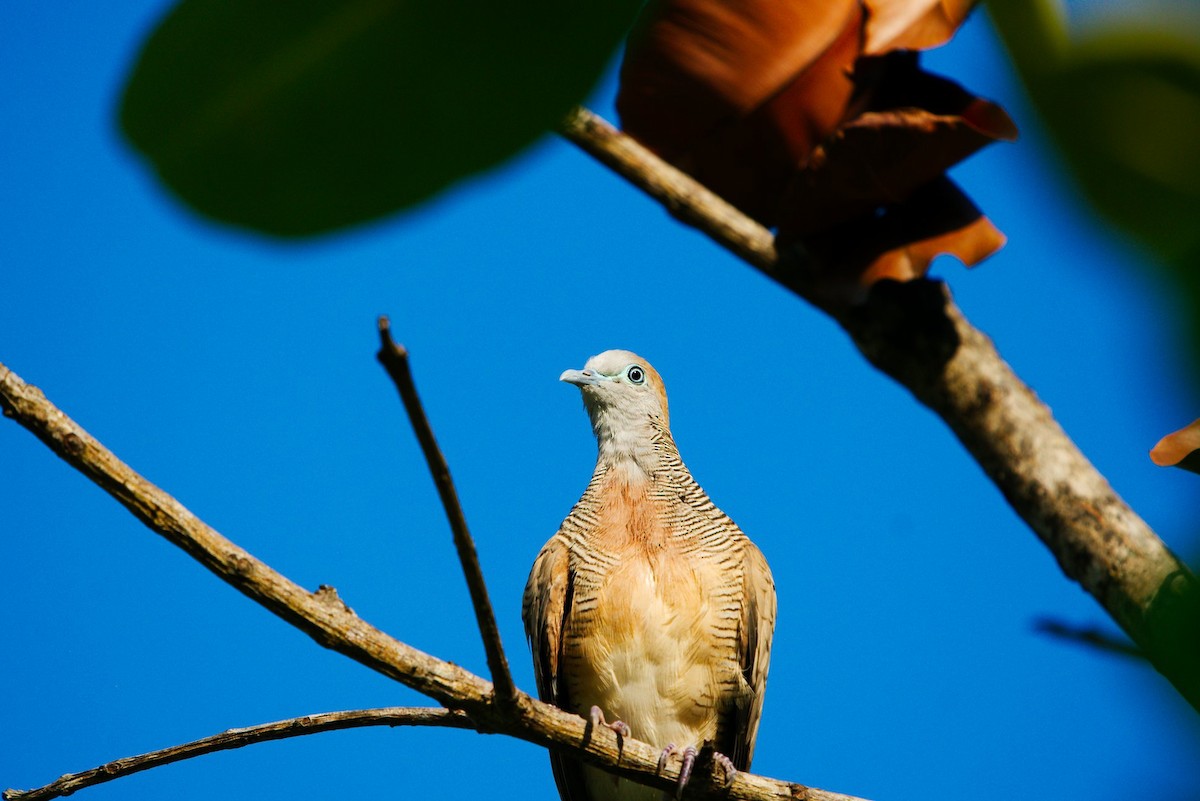 Zebra Dove - ML344817331