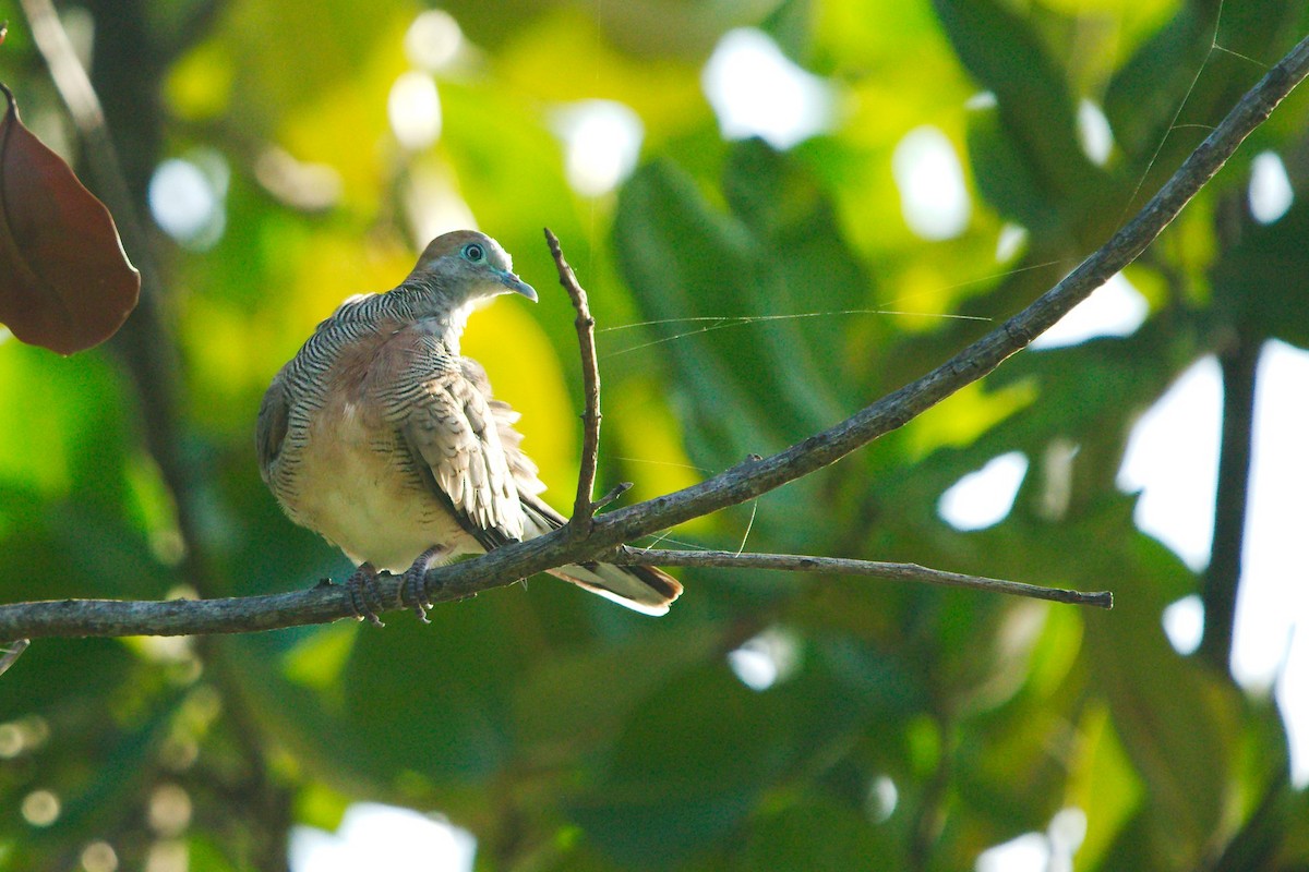 Zebra Dove - ML344817361