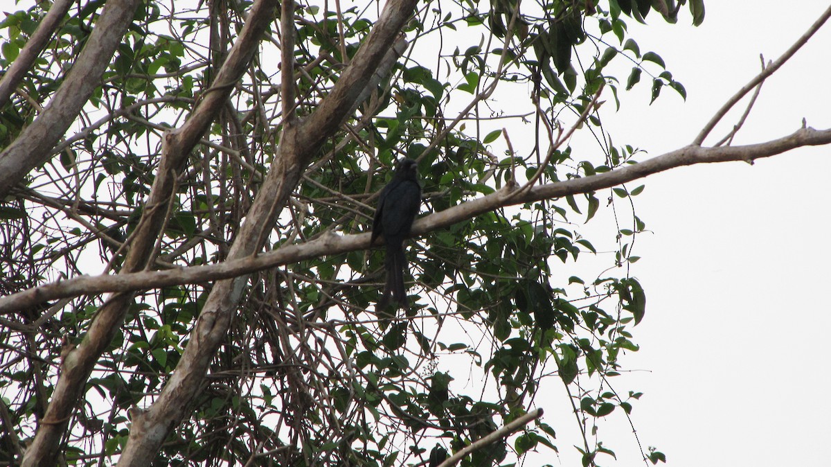 Fork-tailed Drongo-Cuckoo - Ramit Singal