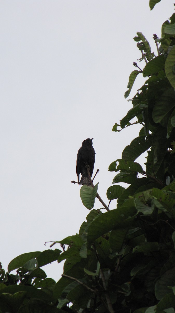 Çatal Kuyruklu Drongo Guguğu - ML34481841