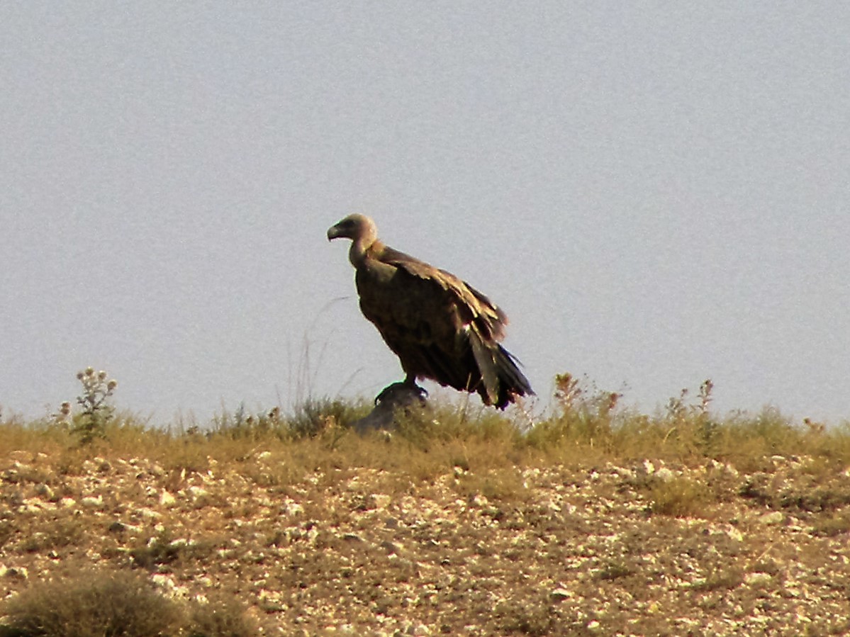 Eurasian Griffon - ML34481861