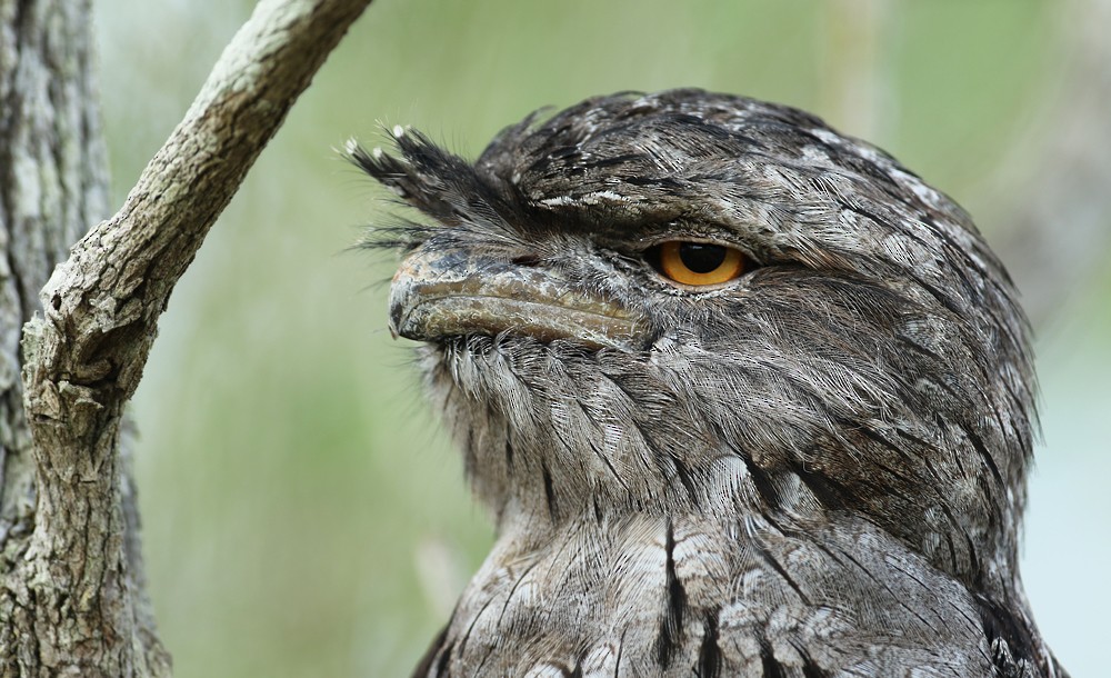 Tawny Frogmouth - ML34481871