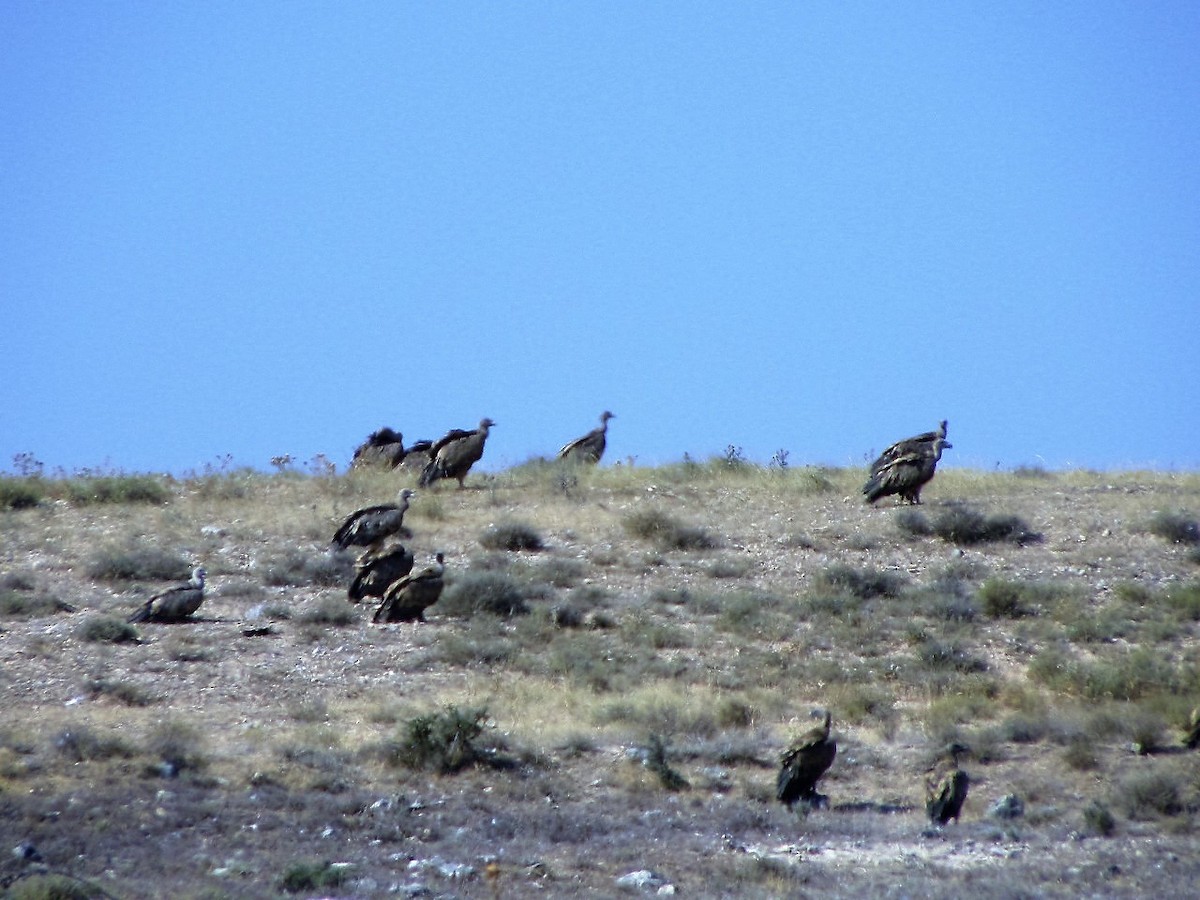 Eurasian Griffon - ML34481901