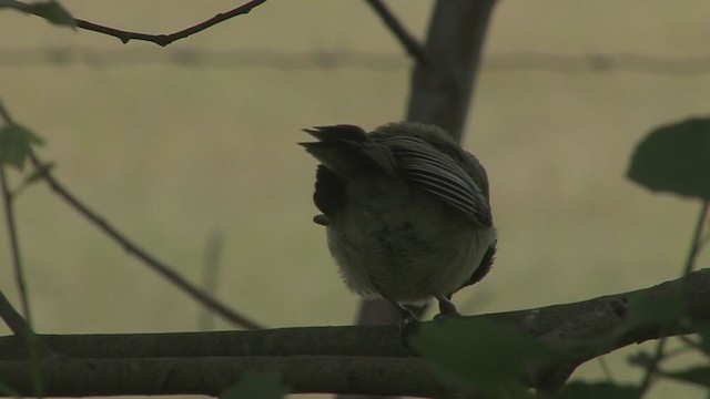 Great Tit - ML344819661