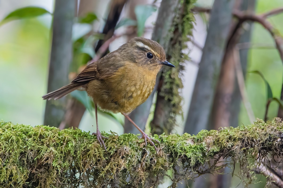 White-browed Bush-Robin - Ngoc Sam Thuong Dang