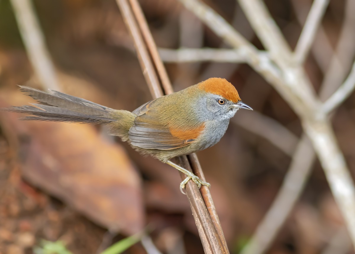 Spix's Spinetail - ML344821841