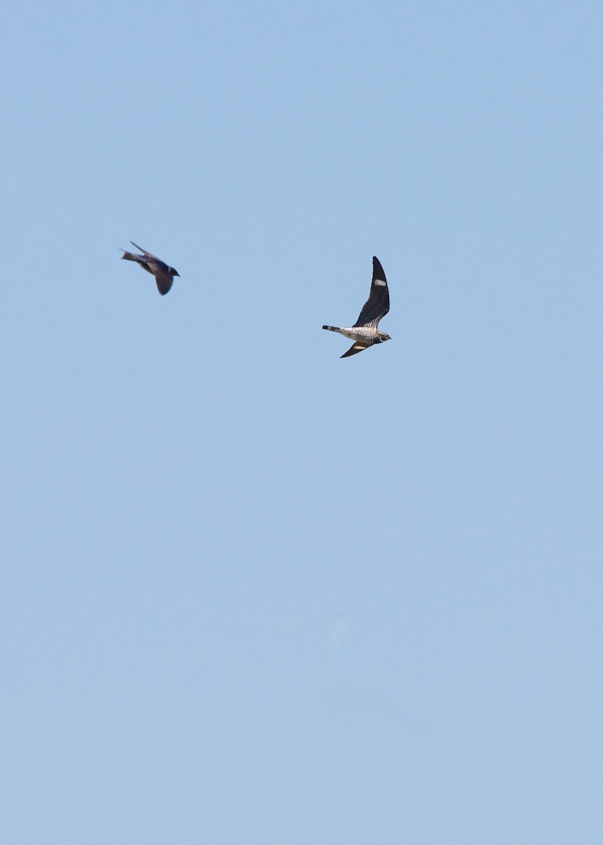 Common Nighthawk - ML344823411