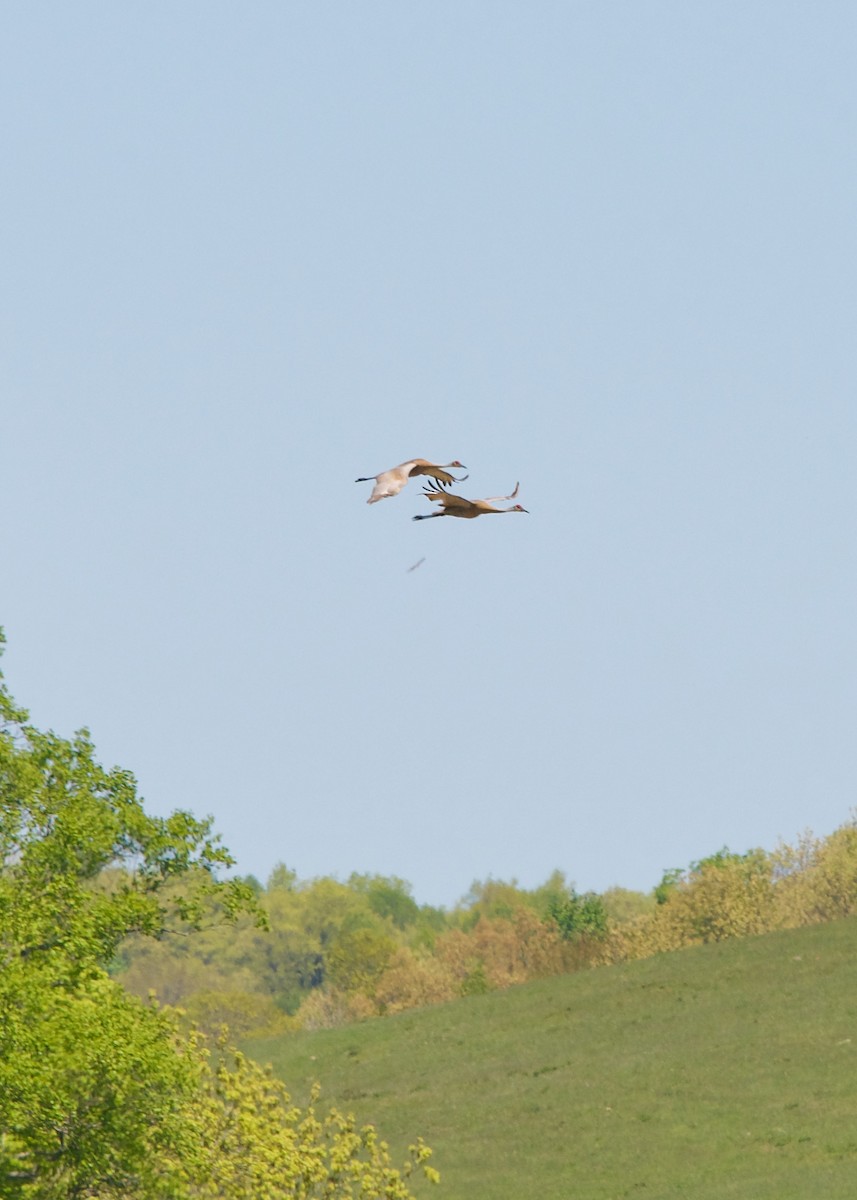 Sandhill Crane - ML344823421