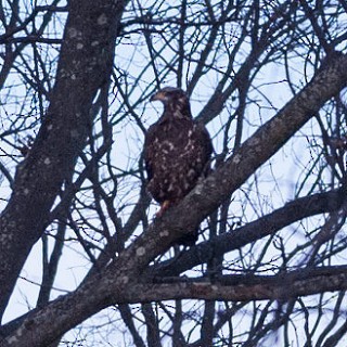 Bald Eagle - ML34482421