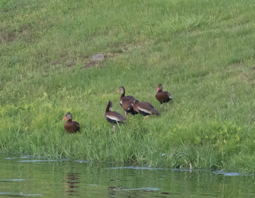 Black-bellied Whistling-Duck - ML344824661