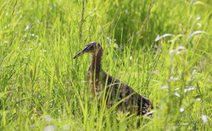 King Rail - ML344824841