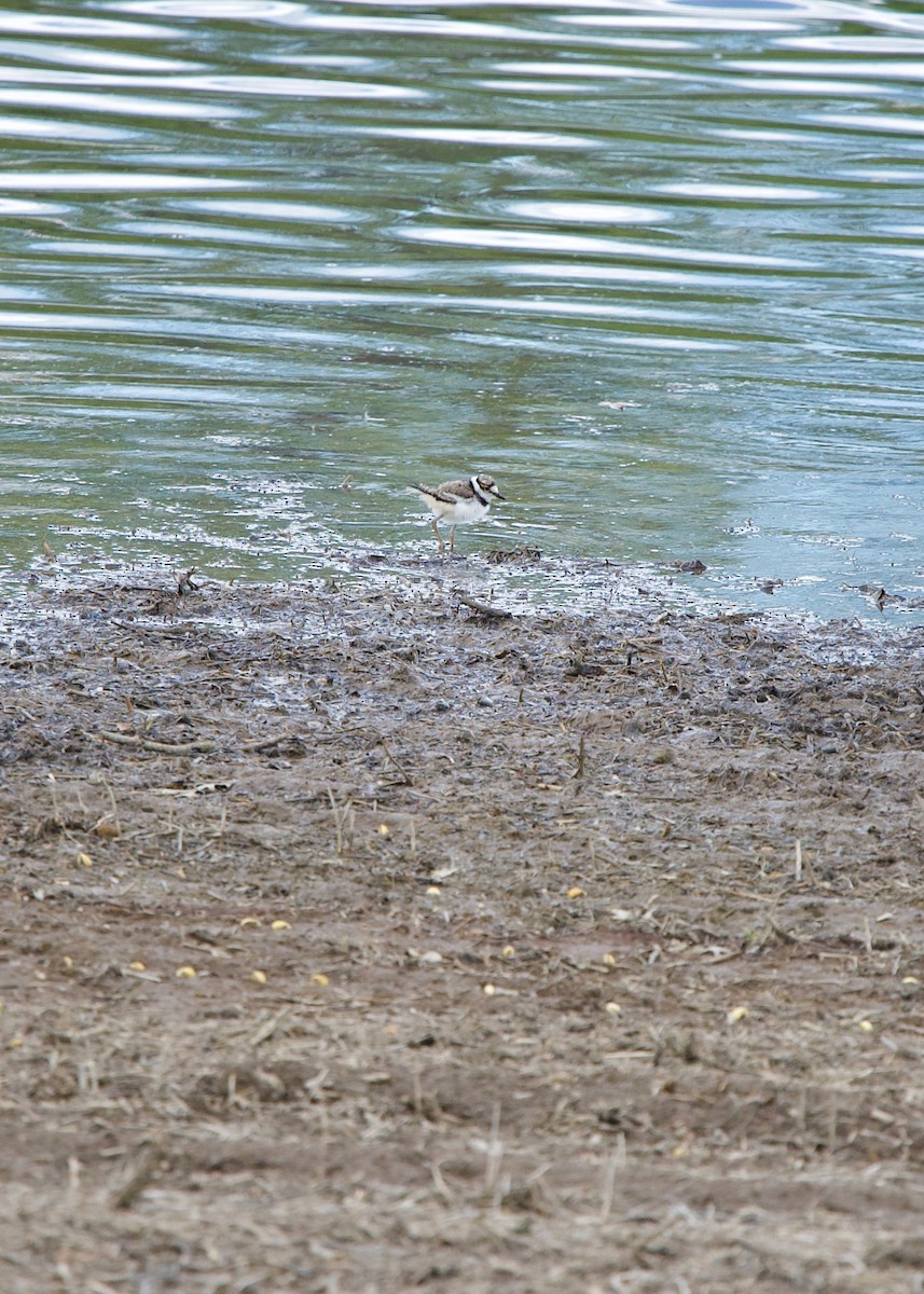 Keilschwanz-Regenpfeifer - ML344825101