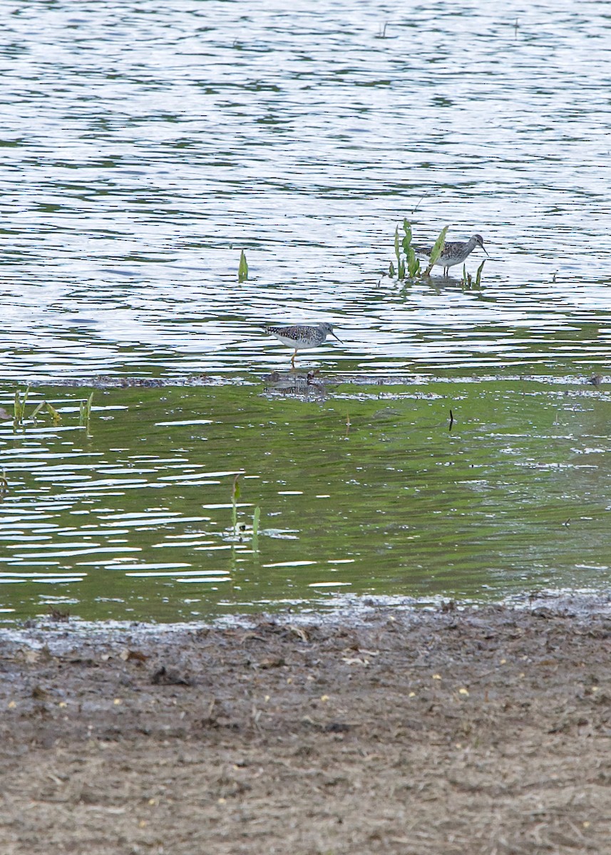 Lesser Yellowlegs - ML344825121