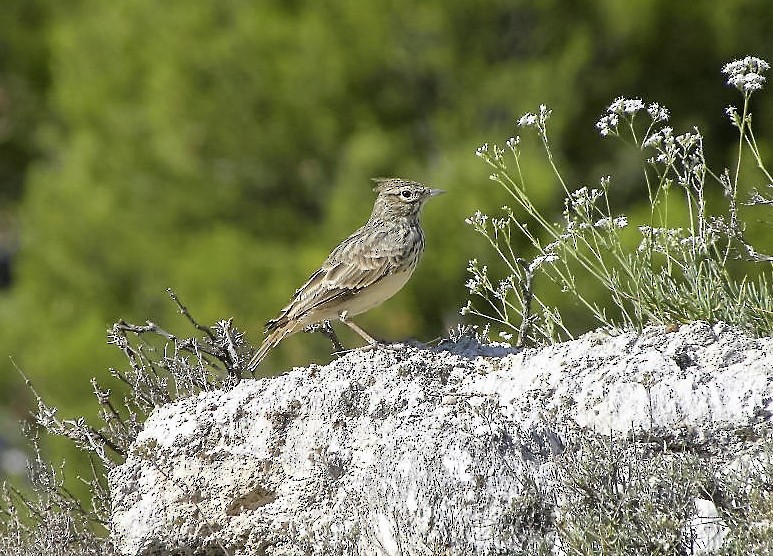 Thekla's Lark - Pete Antrobus