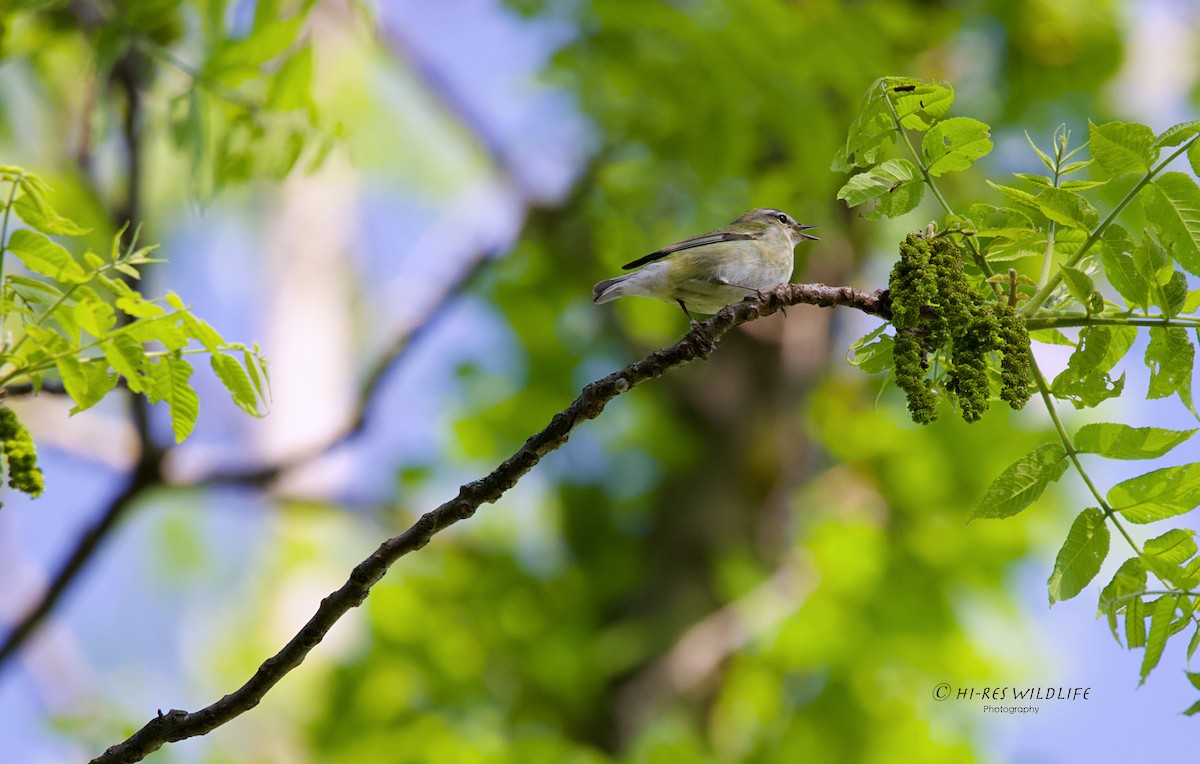 Tennessee Warbler - ML344825211