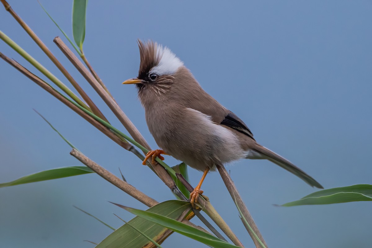 White-collared Yuhina - Ngoc Sam Thuong Dang