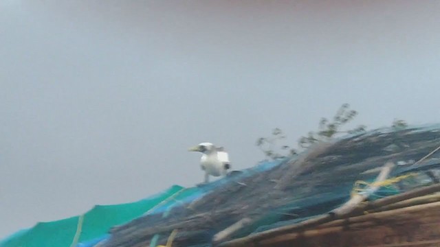 Masked Booby - ML344825371