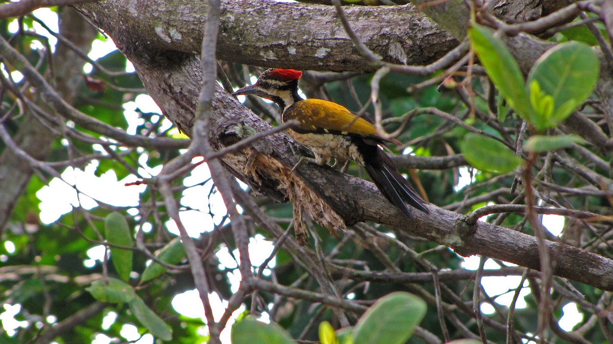 Black-rumped Flameback - ML34482541