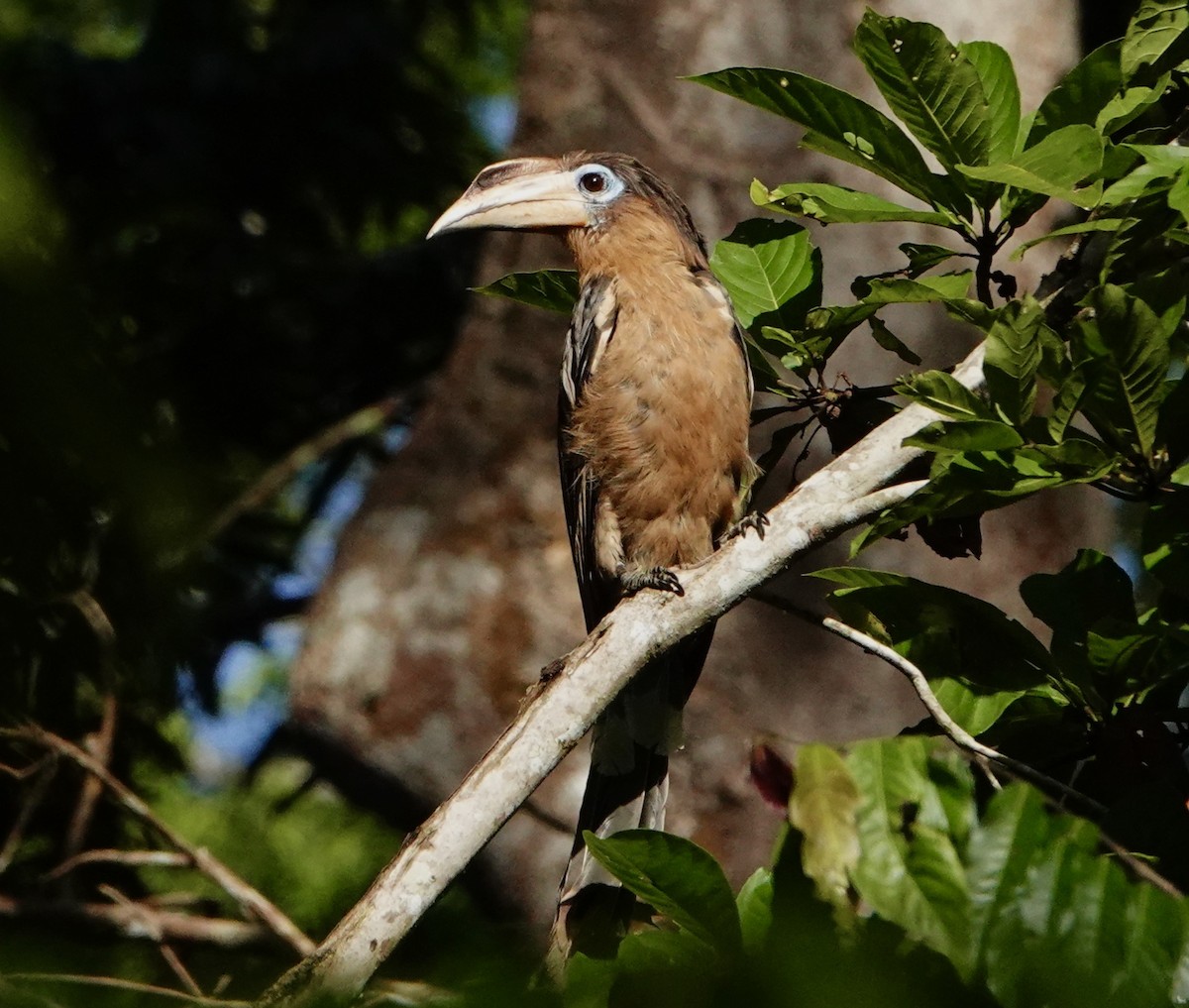 Rusty-cheeked Hornbill - ML344828081