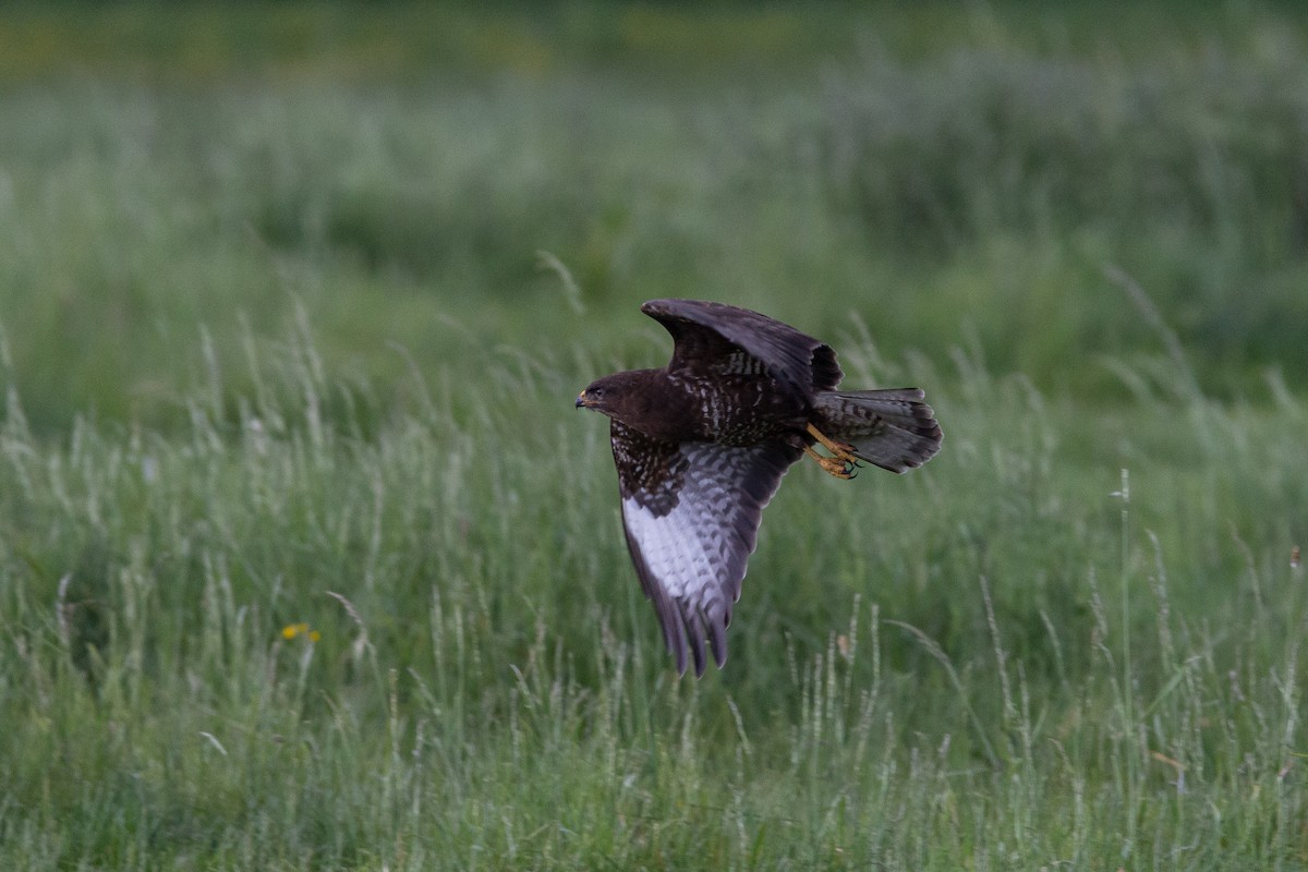 Common Buzzard - ML344828751