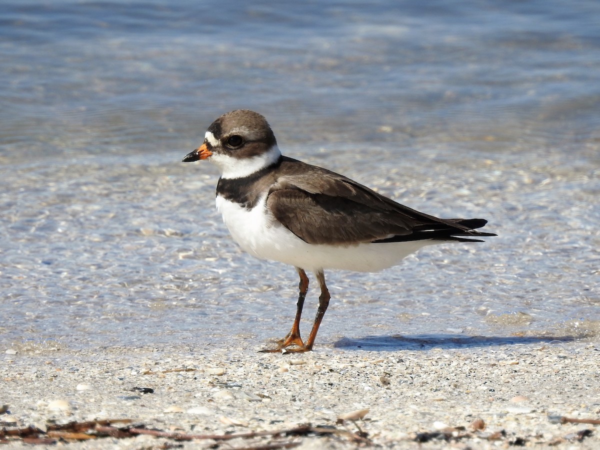 Semipalmated Plover - ML344830041