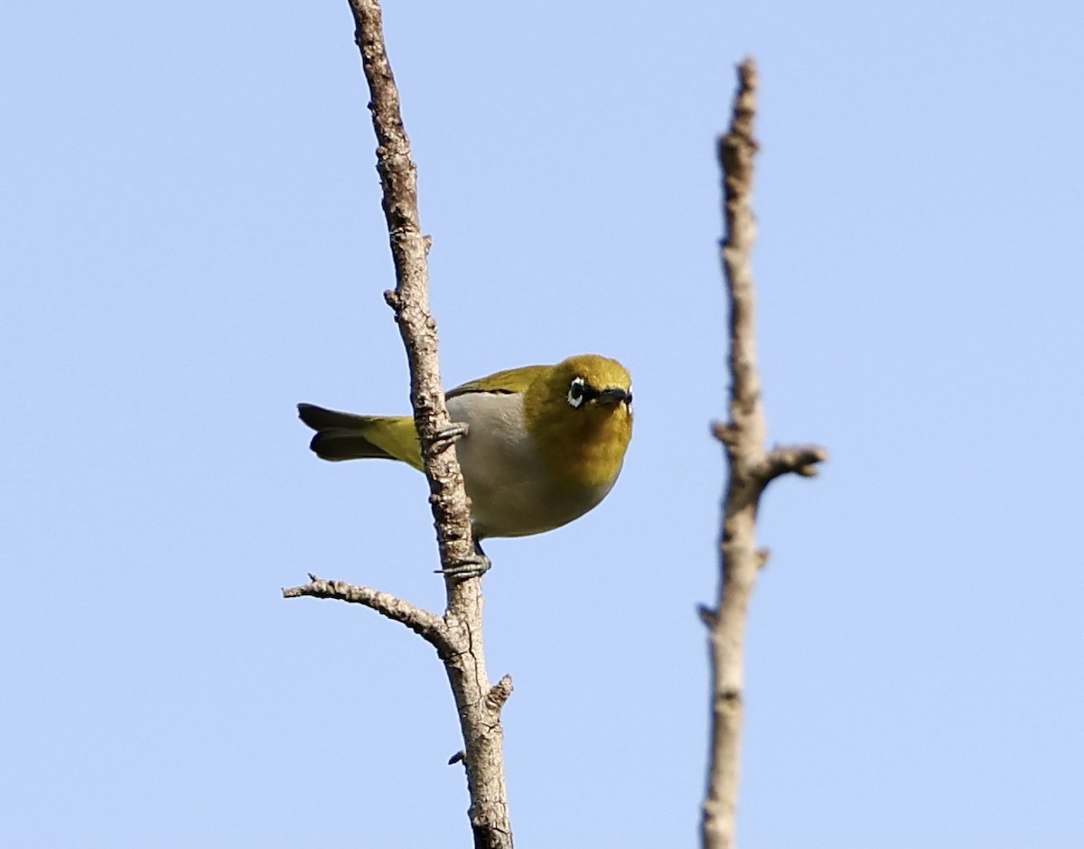 Indian White-eye - ML344830141