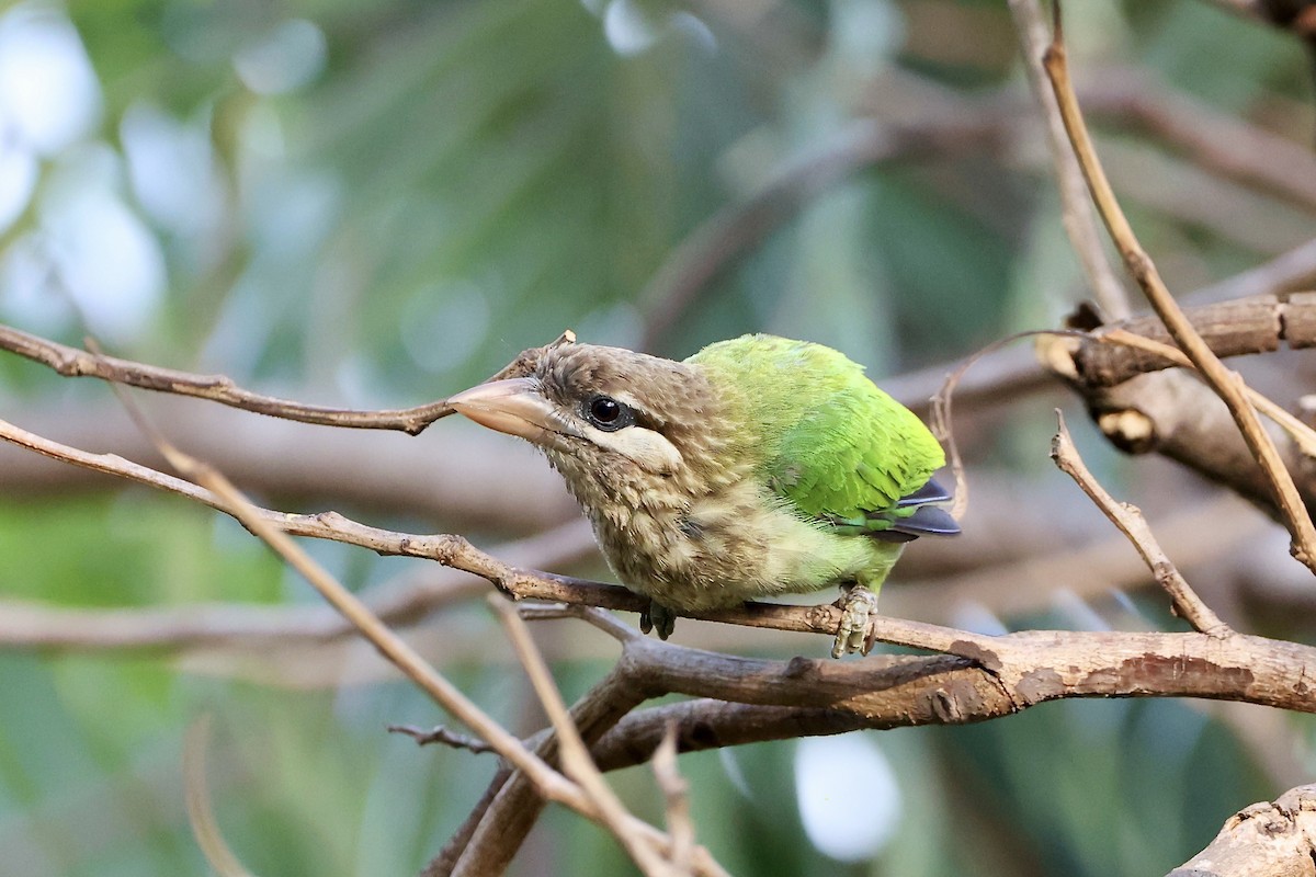 White-cheeked Barbet - ML344830171