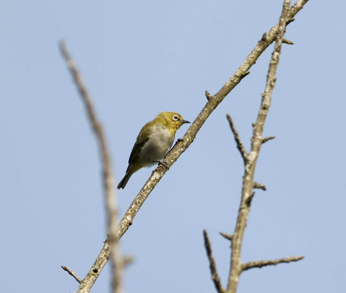 Indian White-eye - ML344830181