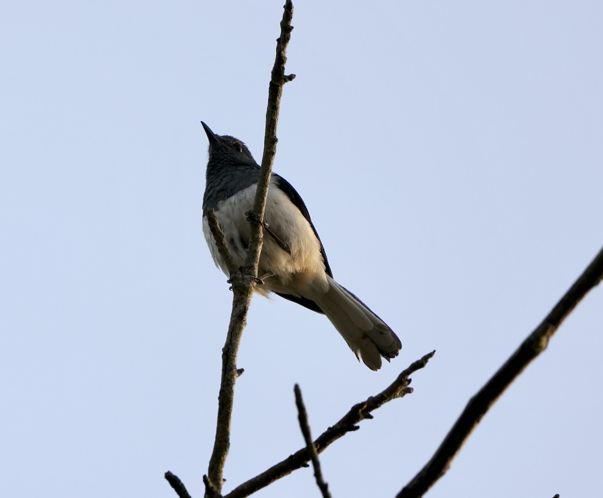 Oriental Magpie-Robin - ML344830301