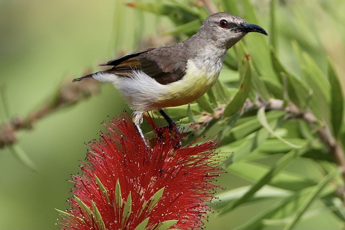 Purple-rumped Sunbird - ML344830461