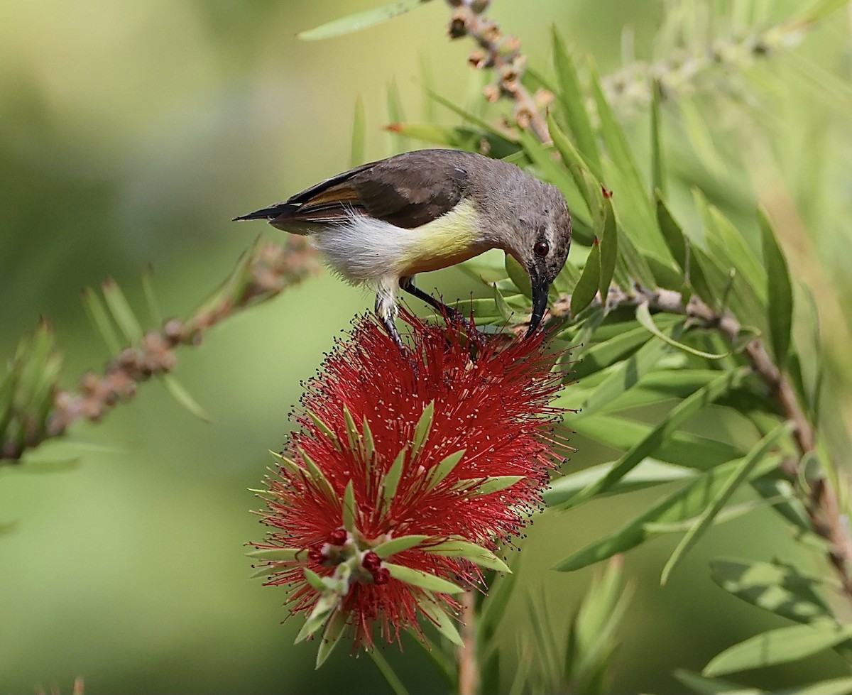 Purple-rumped Sunbird - ML344830481