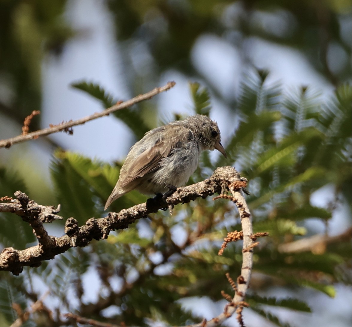 Nilgiri Flowerpecker - ML344830521