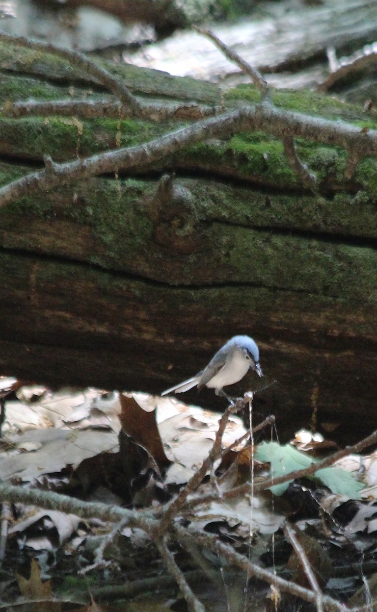 Blue-gray Gnatcatcher - ML344830561