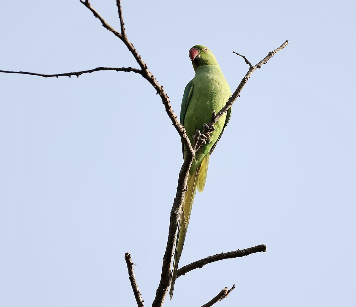 Rose-ringed Parakeet - ML344830931