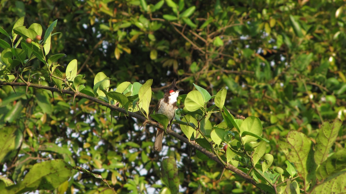 Red-whiskered Bulbul - Ramit Singal