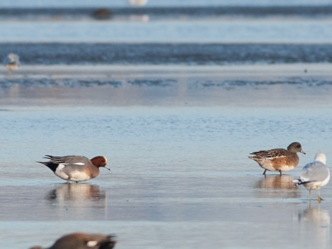 Eurasian Wigeon - ML34483541