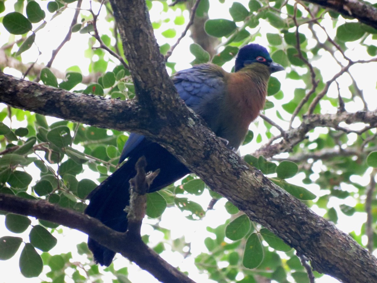 Purple-crested Turaco - ML34483561