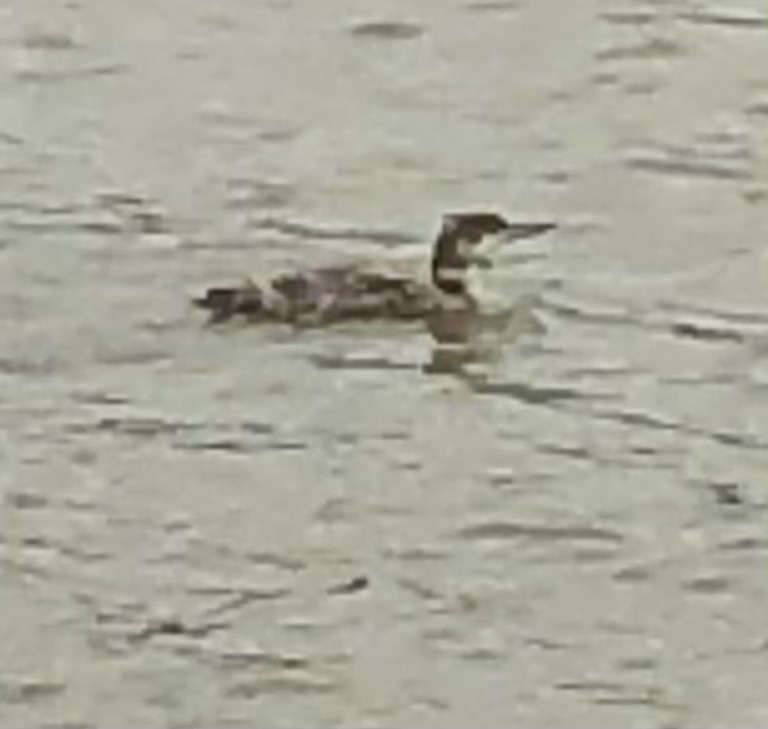 Common Loon - ML344839191