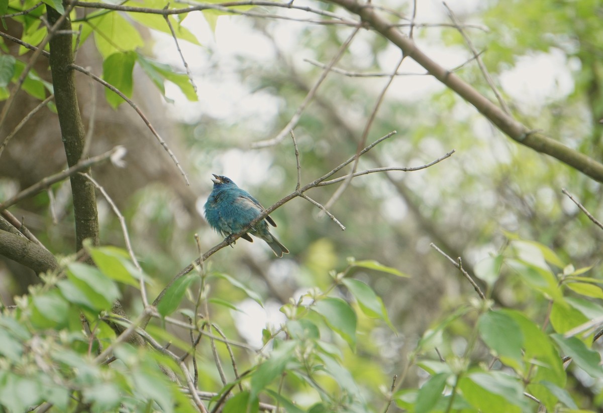 Indigo Bunting - ML344840071