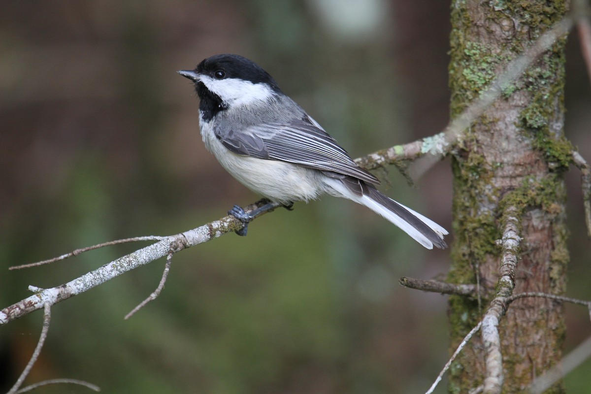 Black-capped Chickadee - ML344840851