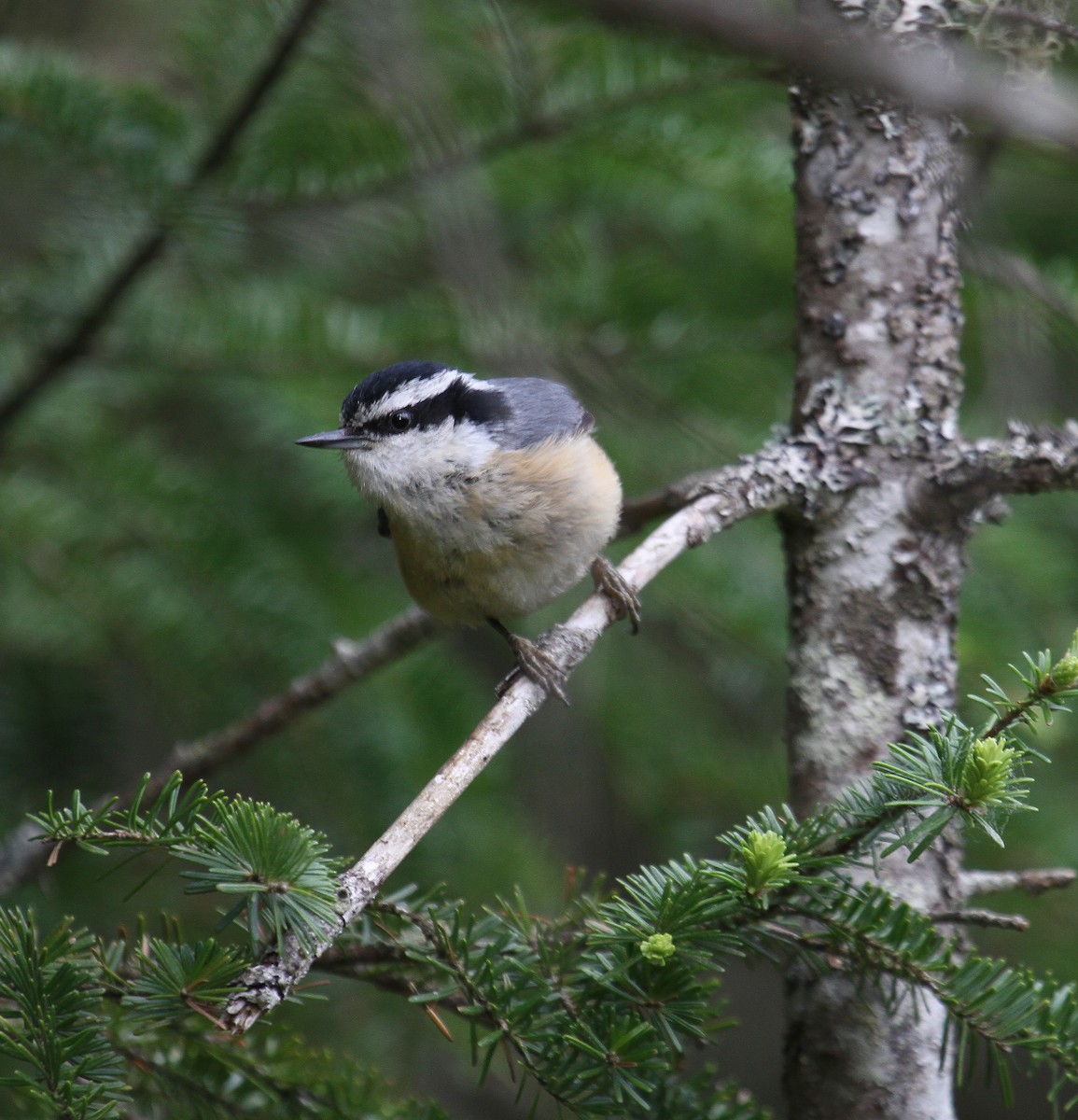 Red-breasted Nuthatch - ML344840901