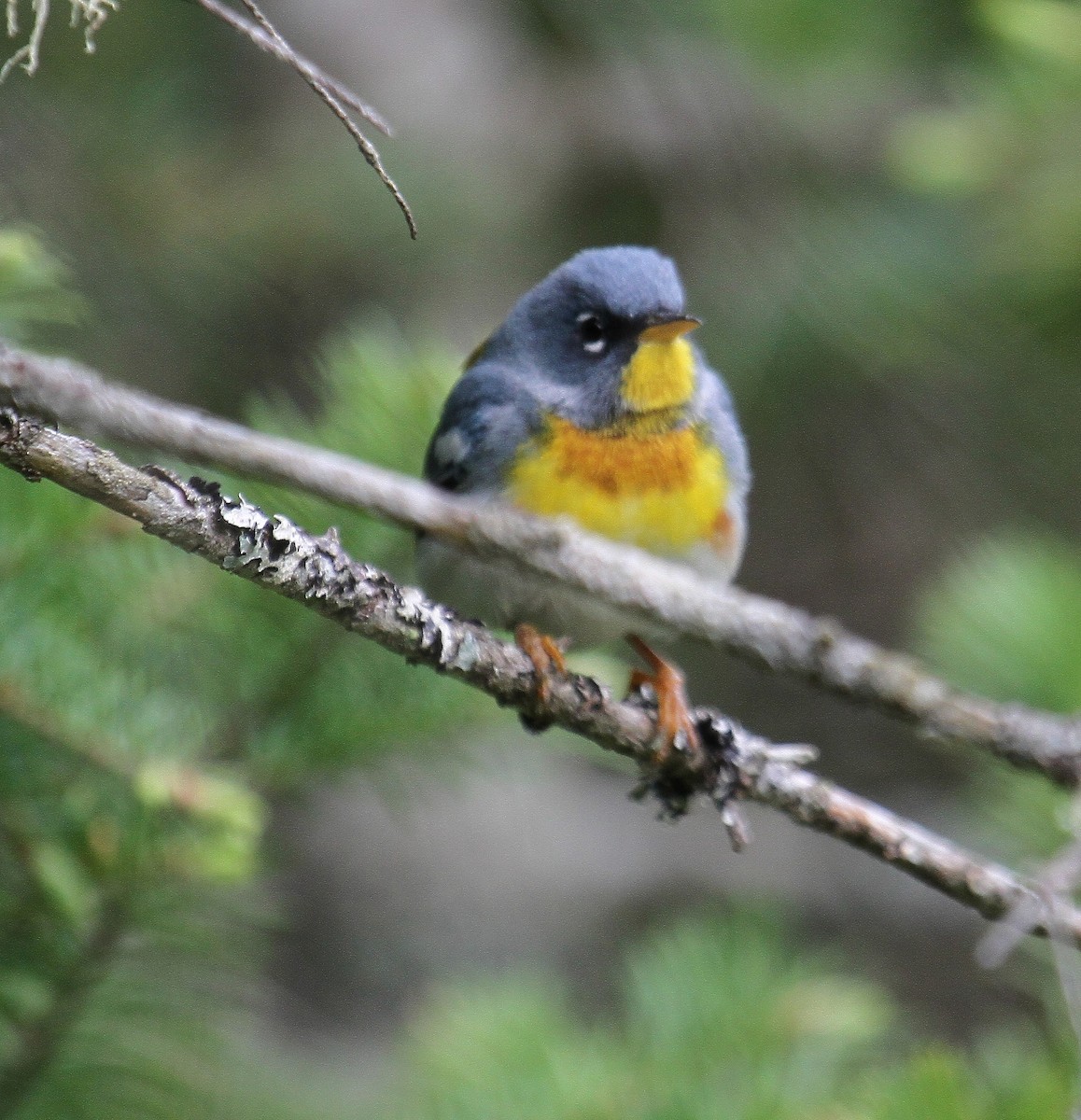 Northern Parula - Bob Stymeist