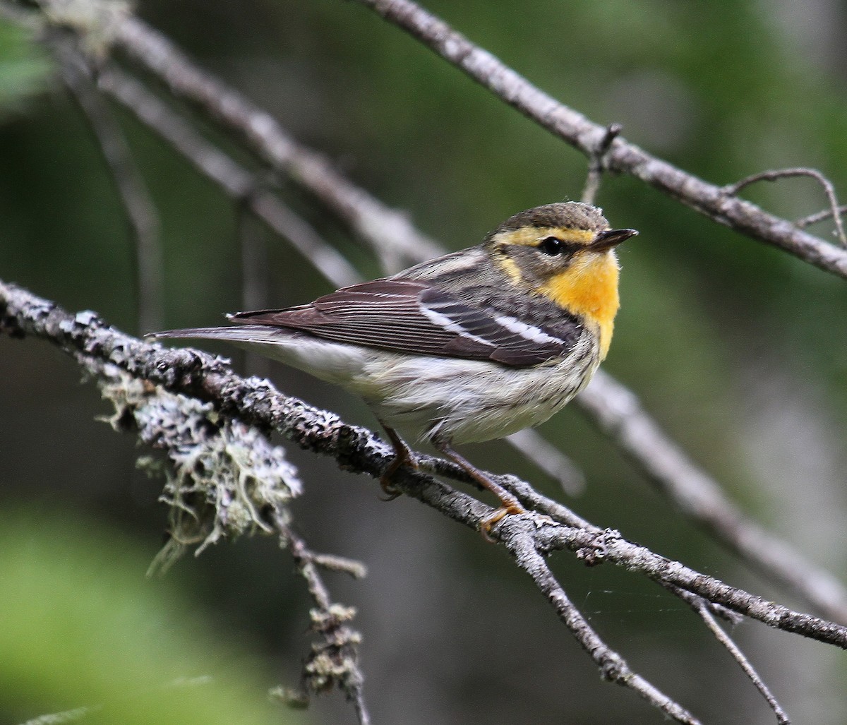 Blackburnian Warbler - ML344841031