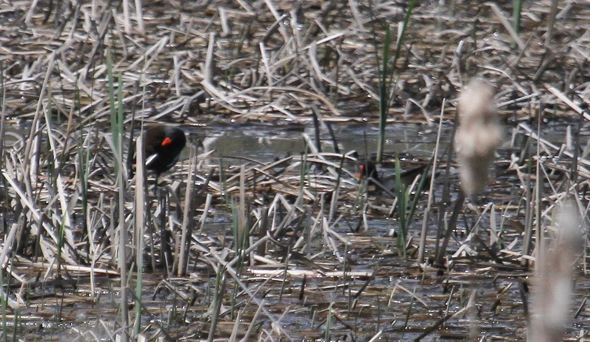 Gallinule d'Amérique - ML344841661