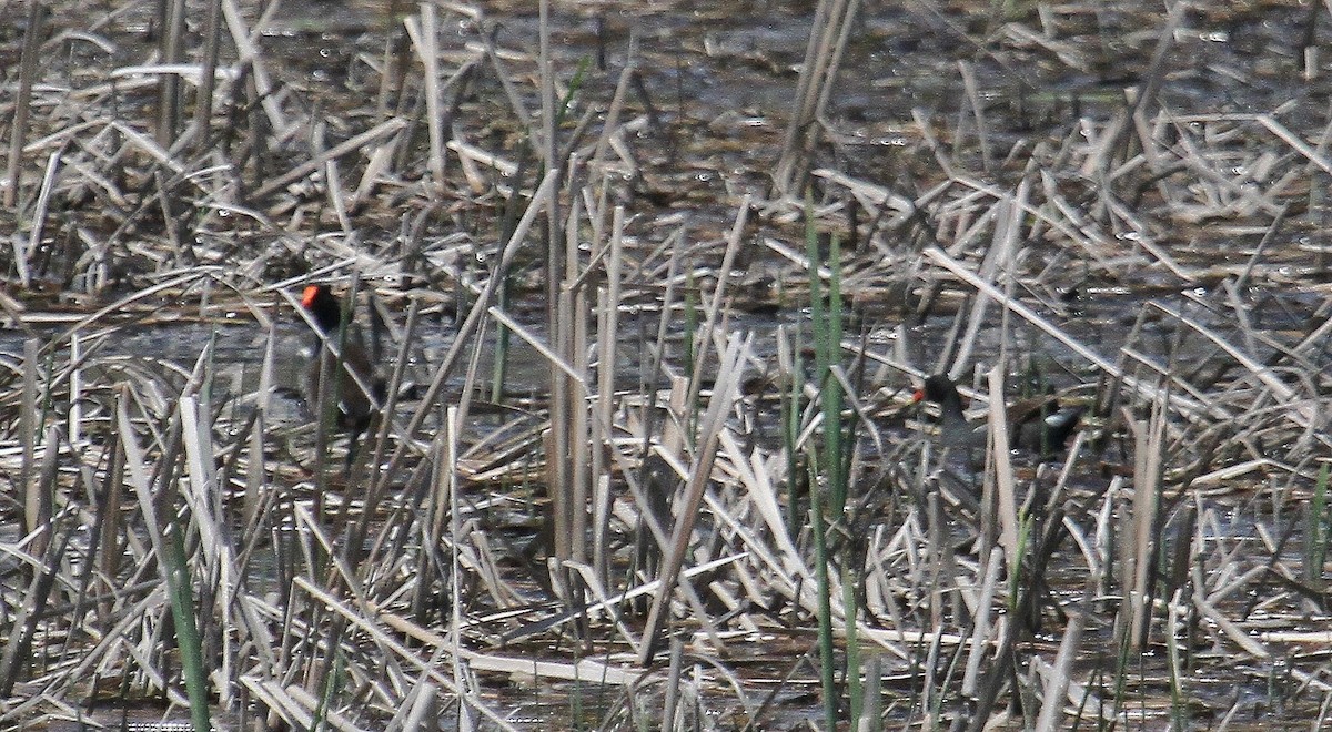 Gallinule d'Amérique - ML344841671