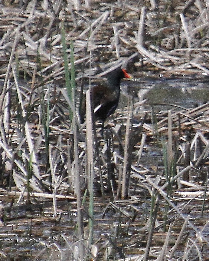 Gallinule d'Amérique - ML344841691