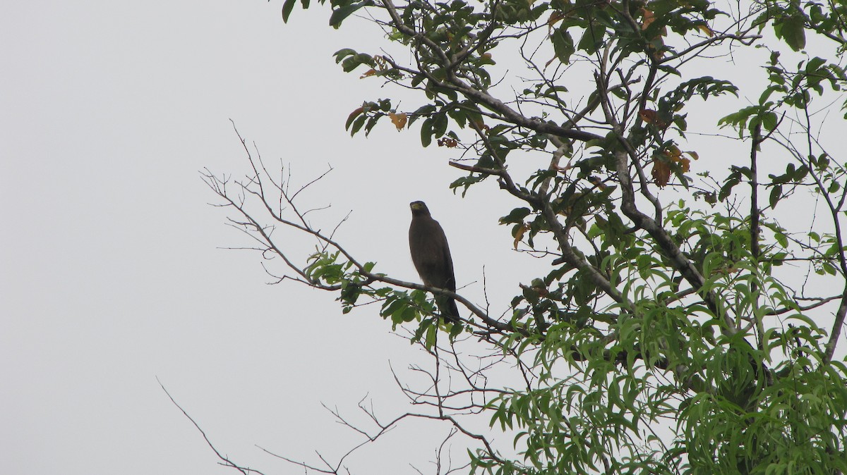 Crested Serpent-Eagle - ML34484201