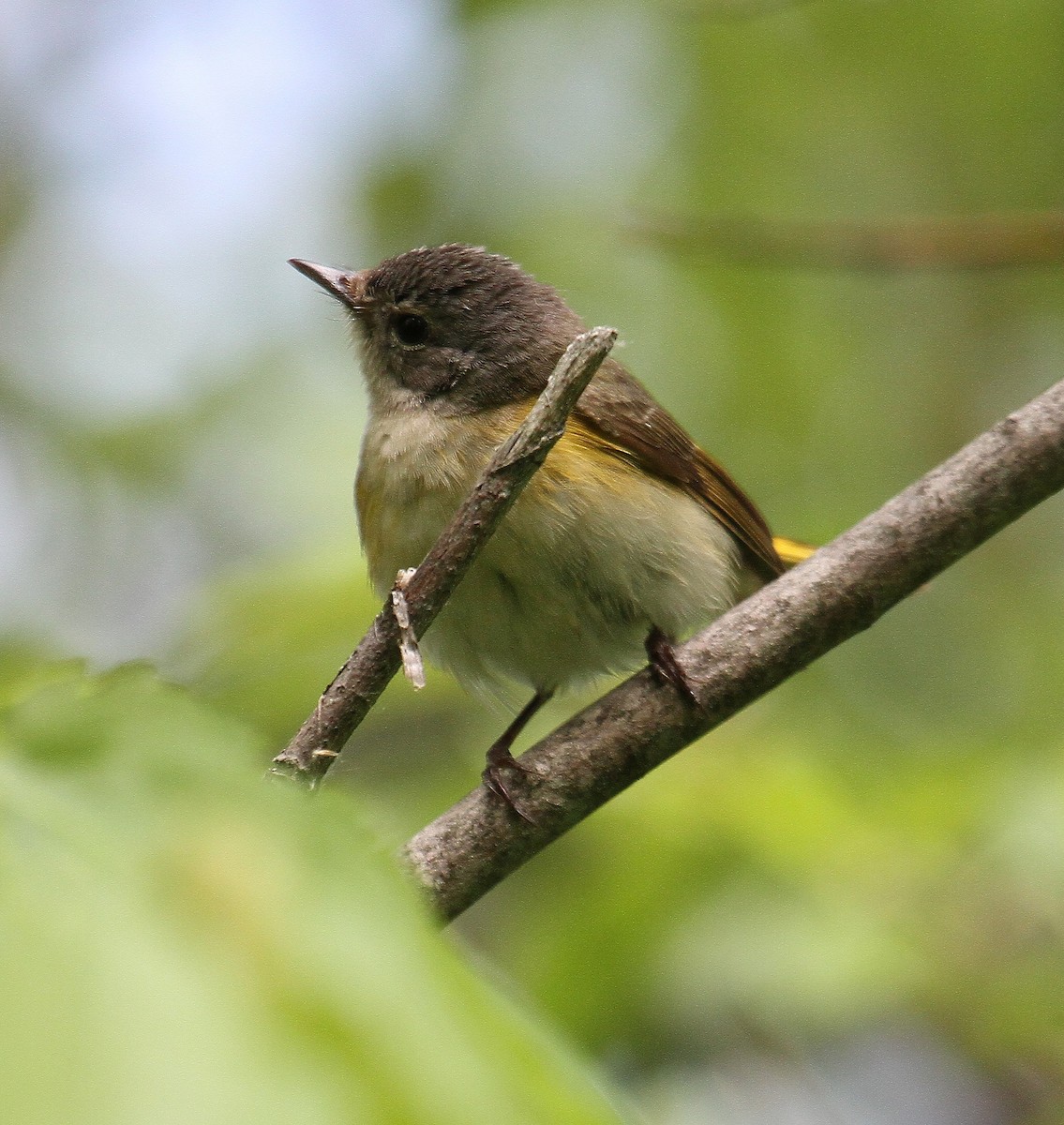 American Redstart - ML344842121