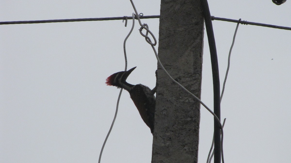 Black-rumped Flameback - ML34484261